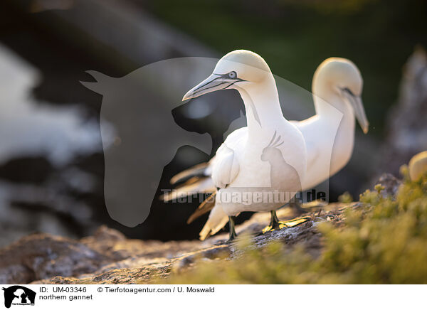 northern gannet / UM-03346