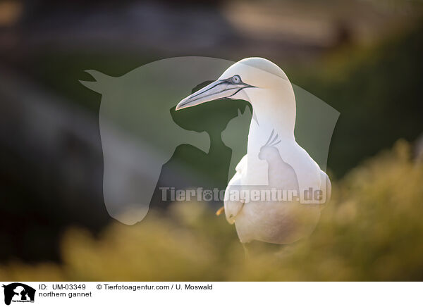 Basstlpel / northern gannet / UM-03349