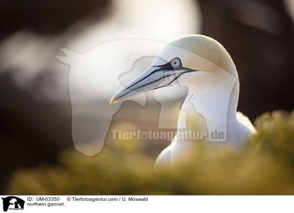 Basstlpel / northern gannet / UM-03350