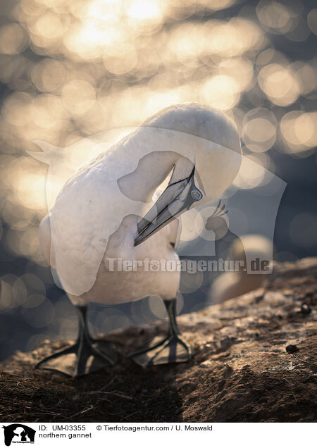 Basstlpel / northern gannet / UM-03355