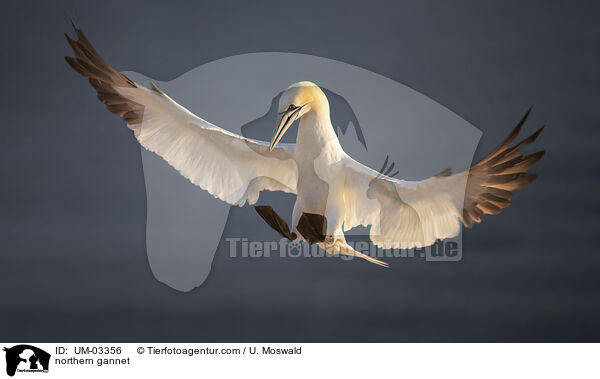 northern gannet / UM-03356