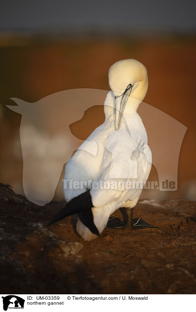 Basstlpel / northern gannet / UM-03359