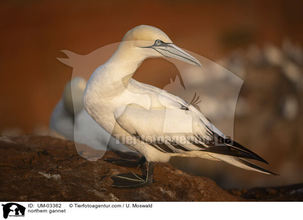 northern gannet / UM-03362