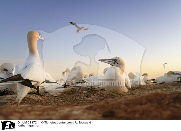 northern gannet / UM-03372