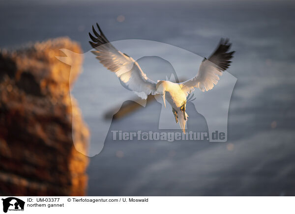 Basstlpel / northern gannet / UM-03377