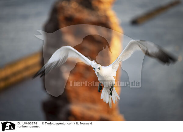 northern gannet / UM-03378