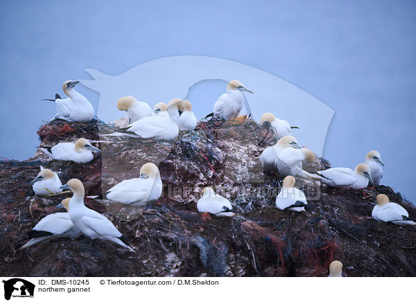 northern gannet / DMS-10245