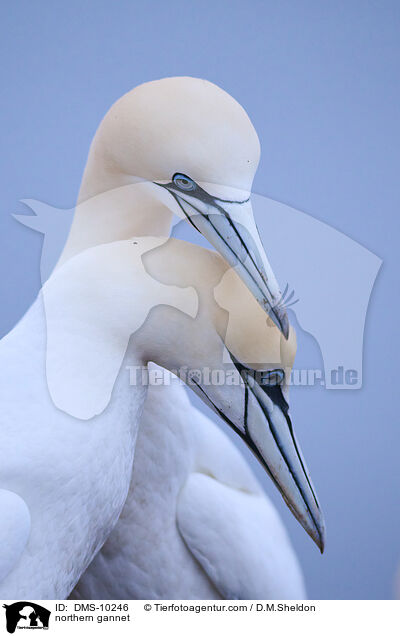 Basstlpel / northern gannet / DMS-10246