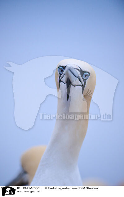 northern gannet / DMS-10251