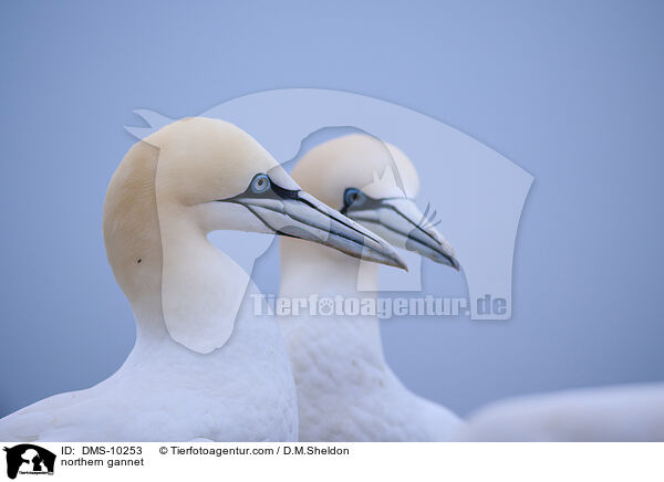 northern gannet / DMS-10253