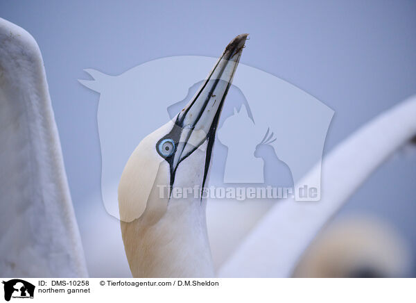 Basstlpel / northern gannet / DMS-10258