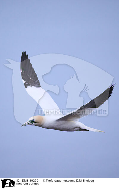 Basstlpel / northern gannet / DMS-10259