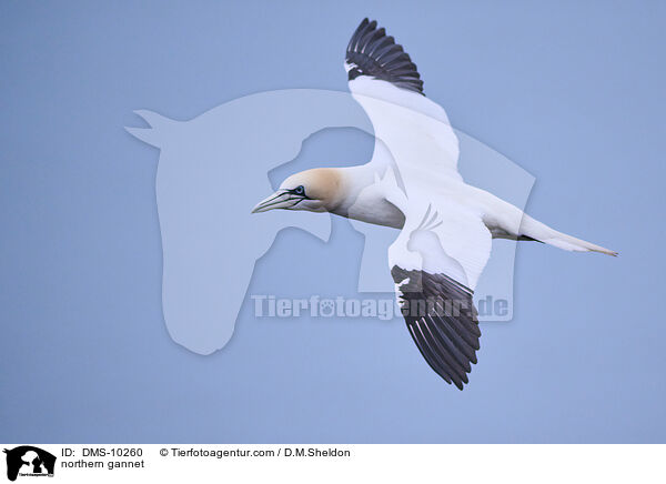Basstlpel / northern gannet / DMS-10260