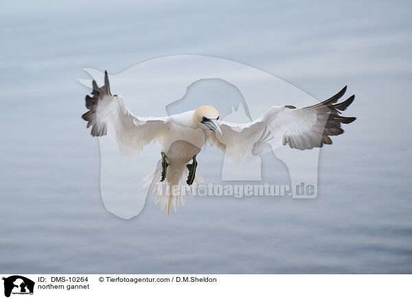 Basstlpel / northern gannet / DMS-10264