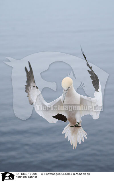 Basstlpel / northern gannet / DMS-10268