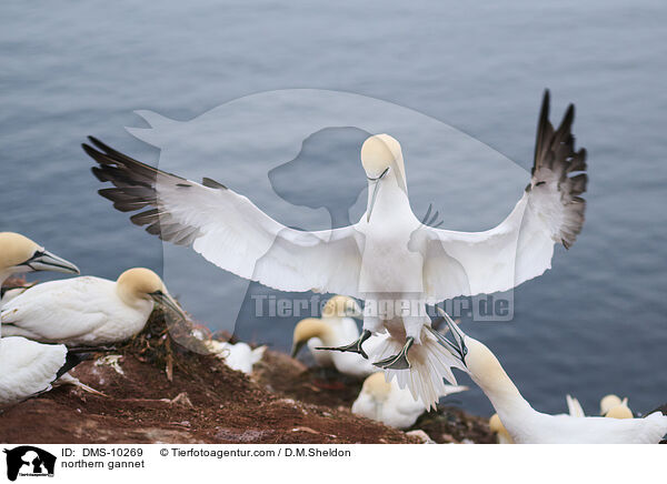 Basstlpel / northern gannet / DMS-10269