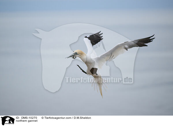 Basstlpel / northern gannet / DMS-10270