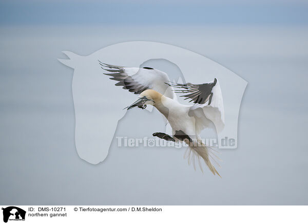 Basstlpel / northern gannet / DMS-10271