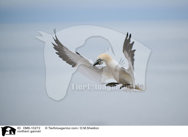 northern gannet / DMS-10272