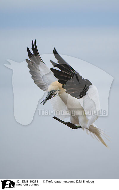 northern gannet / DMS-10273