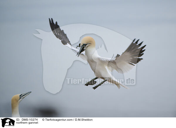 Basstlpel / northern gannet / DMS-10274