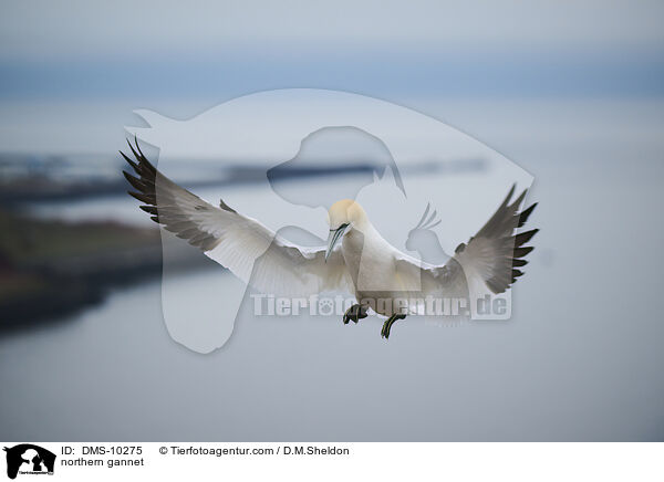 Basstlpel / northern gannet / DMS-10275