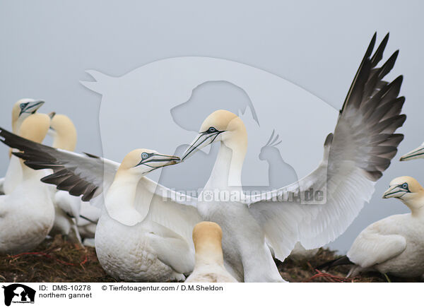 Basstlpel / northern gannet / DMS-10278