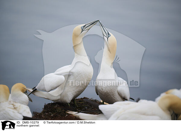 Basstlpel / northern gannet / DMS-10279