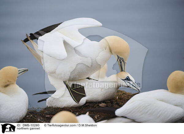 Basstlpel / northern gannet / DMS-10280