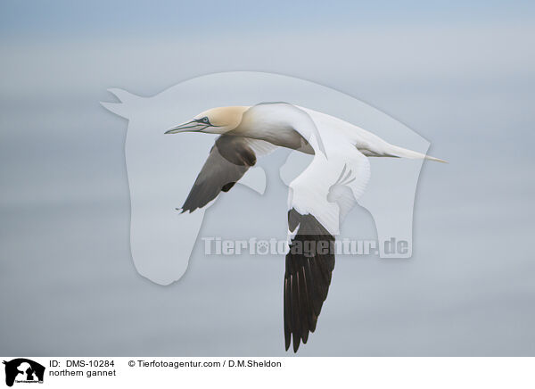 northern gannet / DMS-10284