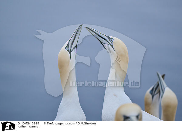 Basstlpel / northern gannet / DMS-10285