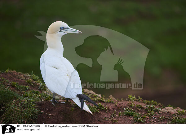 Basstlpel / northern gannet / DMS-10286