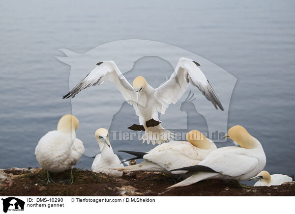 Basstlpel / northern gannet / DMS-10290