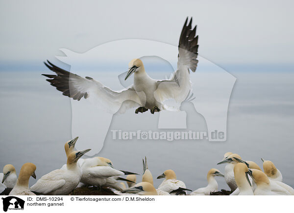 Basstlpel / northern gannet / DMS-10294