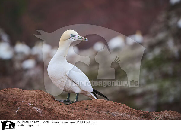 Basstlpel / northern gannet / DMS-10297