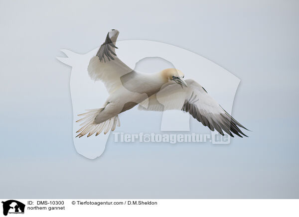 Basstlpel / northern gannet / DMS-10300