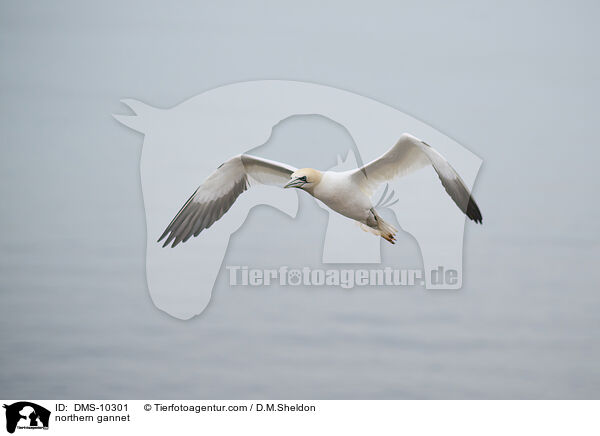 Basstlpel / northern gannet / DMS-10301