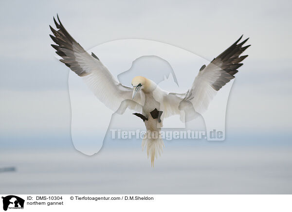 Basstlpel / northern gannet / DMS-10304