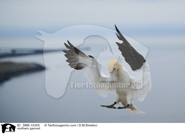 Basstlpel / northern gannet / DMS-10305