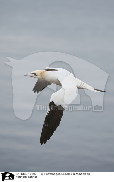 Basstlpel / northern gannet / DMS-10307