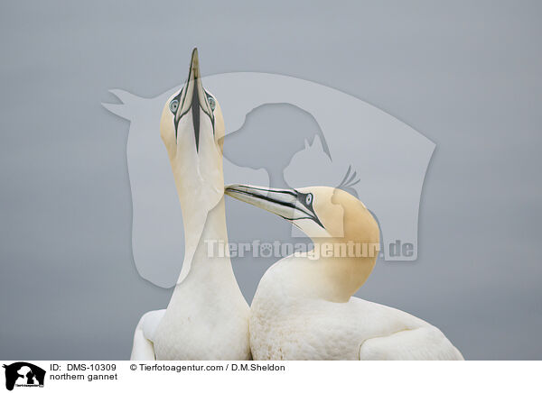 Basstlpel / northern gannet / DMS-10309