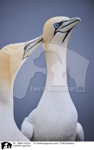 Basstlpel / northern gannet / DMS-10323