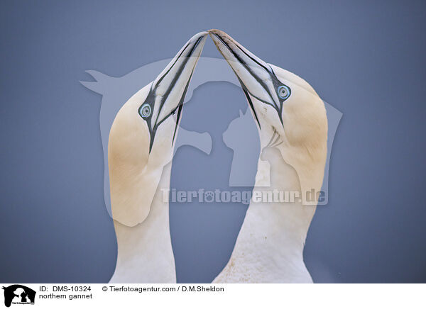 northern gannet / DMS-10324