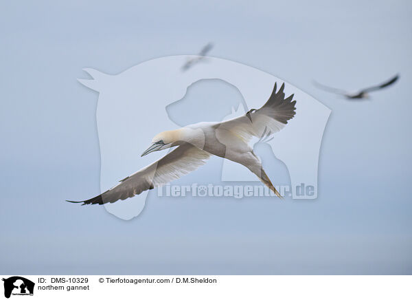 Basstlpel / northern gannet / DMS-10329