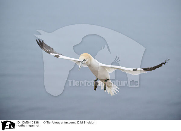 Basstlpel / northern gannet / DMS-10338