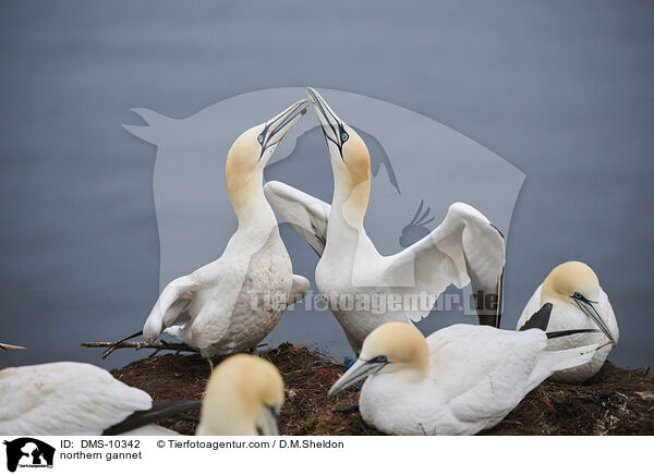 Basstlpel / northern gannet / DMS-10342