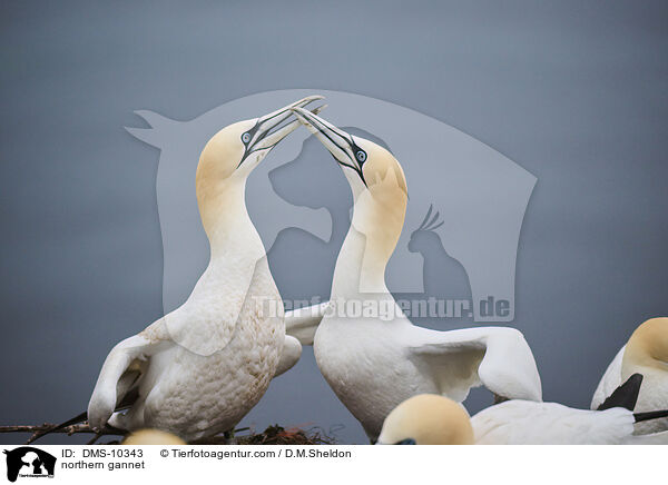 Basstlpel / northern gannet / DMS-10343