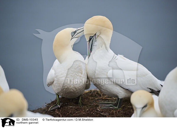 Basstlpel / northern gannet / DMS-10345