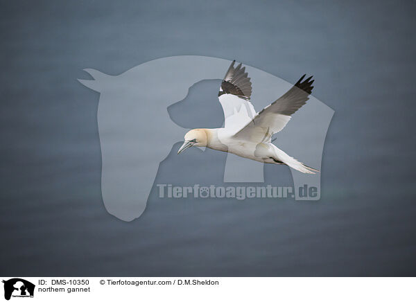 Basstlpel / northern gannet / DMS-10350