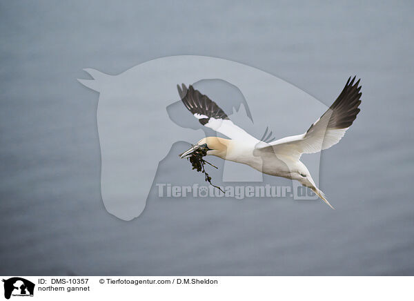 Basstlpel / northern gannet / DMS-10357